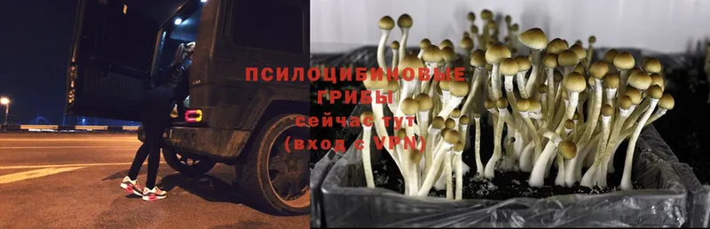 Галлюциногенные грибы MAGIC MUSHROOMS  как найти наркотики  Ветлуга 